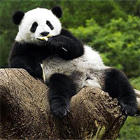 Top 7 sự thật thú vị về loài gấu trúc đáng yêu, điều cuối chắc chắn ai cũng phải bất ngờ