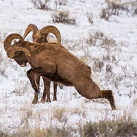 Hóa ra động vật có sừng khi húc nhau cũng bị... chấn thương sọ não