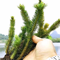 Cây thạch tùng răng cưa giúp hỗ trợ điều trị bệnh Alzheimer