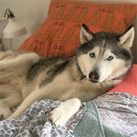 Tại sao thỉnh thoảng chó lại có hiện tượng co giật trong khi ngủ?