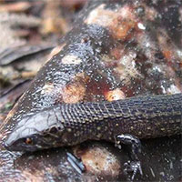 Phát hiện hai loài thằn lằn mới ở Machu Picchu