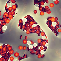 Các nhà khoa học Trung Quốc nghiên cứu tiêm máu trẻ giúp chuột già sống lâu hơn