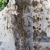 Kinh hoàng mạng sâu bướm khổng lồ giăng đầy khắp công viên ở Anh