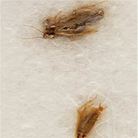 Gián ăn bụi Mặt trăng lấy về từ sứ mệnh Apollo 11 đang được bán đấu giá