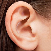 Phát hiện mới về tai giữa của người tiến hóa từ mang cá