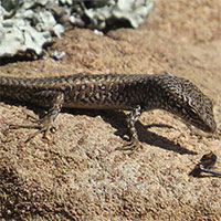 Loài thằn lằn kỳ lạ có thể đổi giới tính trong bụng mẹ