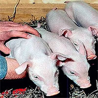 Trung Quốc cho ra đời lợn nhân bản bằng robot đầu tiên trên thế giới