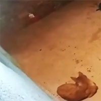 Báo hoa mai phục kích, ngoạm cổ chó nhà lôi đi trong đêm