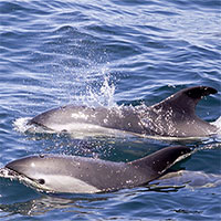 Nghiên cứu mới cho thấy: Cá heo tìm thấy nhau nhờ nước tiểu