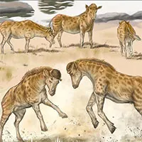 Diện mạo kỳ lạ của loài hươu cao cổ cách đây 17 triệu năm
