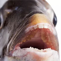 Sự thật về loài cá có răng như người