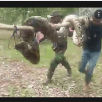 Tấn công người, trăn khổng lồ bị nhóm thanh niên bắt gọn