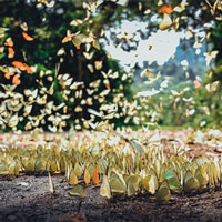 Hàng trăm triệu con bướm tạo nên cảnh tượng đẹp như tranh