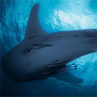 Vịnh Triton - Nơi những người sống cùng cá mập khổng lồ