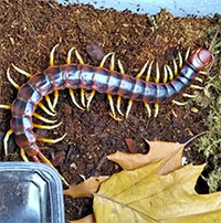 Loài rết lớn nhất thế giới có thể xơi tái chuột, thằn lằn và dơi