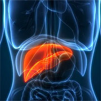 Phát hiện mới: Tuổi đời lá gan của hầu hết mọi người đều chỉ... 3 tuổi