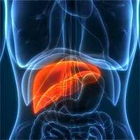 Phát hiện mới: Tuổi đời lá gan của hầu hết mọi người đều chỉ... 3 tuổi