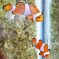 Lần đầu tiên, Viện Hải dương học Nha Trang lai tạo thành công cá hề nemo