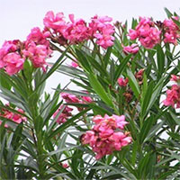 Top 4 loại hoa đẹp đến mấy cũng không nên trưng trong nhà kẻo ảnh hưởng sức khỏe