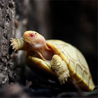 Cận cảnh rùa khổng lồ Galapagos bạch tạng quý hiếm mới chào đời