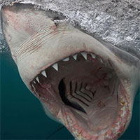 Cách phòng tránh cá mập tấn công khi tắm biển