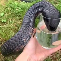 Clip người đàn ông cho rắn hổ mang chúa uống nước khiến người xem rùng mình