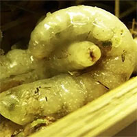 Phát hiện ấu trùng tò vò ăn thịt anh chị em cùng mẹ