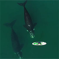 Lần đầu tiên theo dõi trọn vẹn cuộc di cư của cá voi trơn