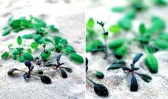 Cỏ phát hiện mìn