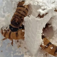 Australia phát hiện siêu giun có thể giải quyết cuộc khủng hoảng nhựa