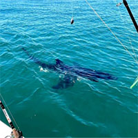 Đi câu ngoài biển, bất ngờ gặp trúng cá mập trắng lớn