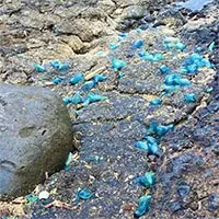 Phát hiện mới về mối đe dọa từ "plastitar"