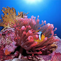 Có thể bạn không biết: Một cái chạm nhẹ cũng đủ giết chết san hô