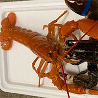 Bắt được tôm hùm châu Âu màu cam cực hiếm, tỷ lệ 10 triệu con mới có 1