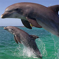 Cá heo cái hình thành 