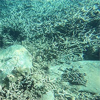 Nghĩa địa san hô trong khu bảo tồn vịnh Nha Trang