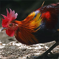 Nghiên cứu mới cho thấy gà rừng đã được thuần hóa từ những vựa lúa vùng Đông Nam Á