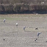 Hồ lớn bằng 38.000 bể bơi cạn trơ đáy do hạn hán