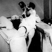 Phi hành gia chó Laika và chuyến bay một đi không trở lại"