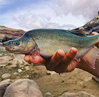 Mỹ chi hàng triệu USD cứu loài cá cổ có nguy cơ tuyệt chủng