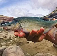 Mỹ chi hàng triệu USD cứu loài cá cổ có nguy cơ tuyệt chủng