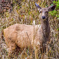 Nai con nhanh trí, 2 lần thoát chết khỏi nanh vuốt báo hoa mai