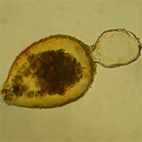 Cận cảnh vi khuẩn từ tính trú ngụ tại nơi sâu nhất của đại dương