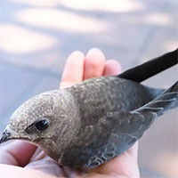 Sóng nhiệt ở Tây Ban Nha khiến hàng trăm con chim én non bị 