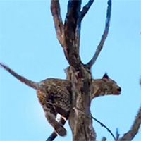 Đuổi theo con mồi, báo hoa mai bị mắc kẹt trên cây