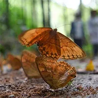 Chiêm ngưỡng thiên đường bươm bướm lớn nhất thế giới tại Vân Nam, Trung Quốc