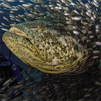 Vì sao Hải quân Mỹ lắng nghe tiếng cá mú khổng lồ và càng tôm?