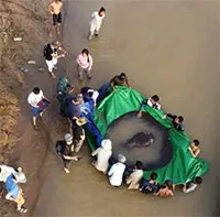 Ngư dân Campuchia bắt được cá nước ngọt lớn nhất thế giới trên sông MeKong