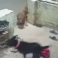 Đụng độ báo hoa mai trong đêm, chó nhà nhanh chóng bỏ chảy nhưng không tránh khỏi kết cục bi thảm
