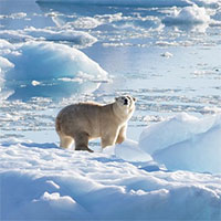 Phát hiện quần thể gấu Bắc Cực mới ở Greenland